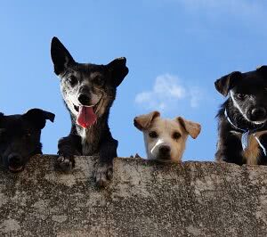 Subscriptions – recurring payment for content access