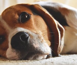 kalkulator odchudzania