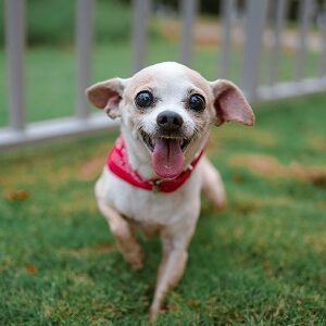 Access to the portal for a year for: Owner+ - one-time annual payment