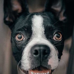 Nutritional errors in dog and cat nutrition