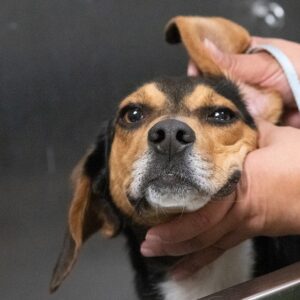 Telephone / online consultation of an animal dietician for a dog or cat (45 minutes)