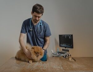 Access to the portal for 2 years for: Veterinarian, Dietician - one-time payment