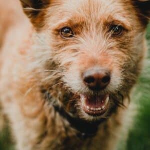 Coprophagia and pica in a dog – podcast