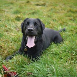 Prevention of overweight and obesity in dogs. Implementing an optimal diet for an overweight dog